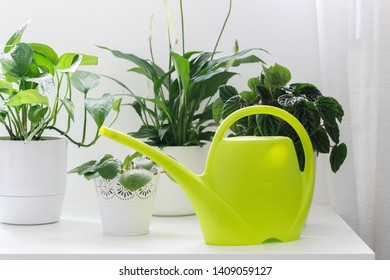 Tropical House Plants, Peperomia,pothos,ivy,fittonia, Asplenium In White Pots And Green Watering Can On The Table