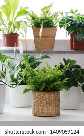 Tropical House Plants In White Pots On The Table, Peperomia,pothos, Fettonia,asplenium And Ivy