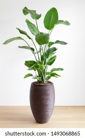 Tropical Houseplant Giant White Bird Of Paradise, Strelizia Nicolai, In A Large Brown Pot In Front Of A White Wall, Copy Space