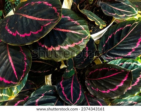 Tropical houseplants. Calathea Roseopicta Dottie on the balcony. The concept of home décor and growing potted plants. Outdoor. Close-up