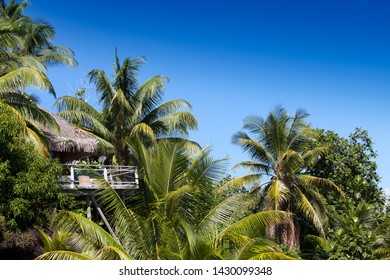 Tropical Hut Surrounded By Palm Trees