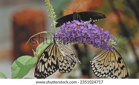 Tropical Idea Leuconoe Rice Paper Kite Butterfly Collecting Nectar Pollinating Flower at Zoo Butterfly House Exhibition