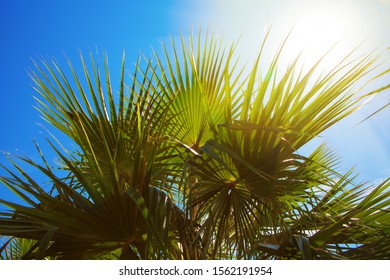 Tropical Image With Sun Above The Palm Tree