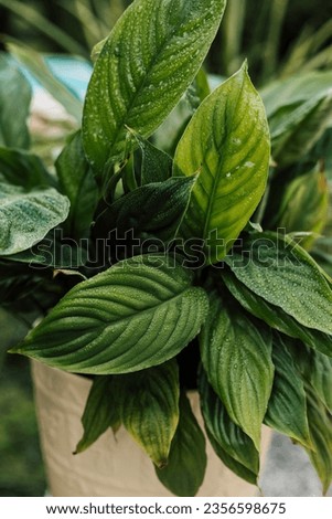 Tropical indoor flower in a pot. Diseases of indoor plants, yellowed leaves