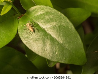 Tropical Insects Jungle Tropical Insects Jungle Stock Photo 1065264161 ...