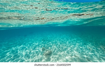38,452 Underwater trees Images, Stock Photos & Vectors | Shutterstock