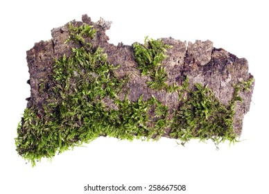 Tropical Island Top View Isolated Concept. On A Piece Of Bark Of A Tree The Green Moss Grows  Macro.