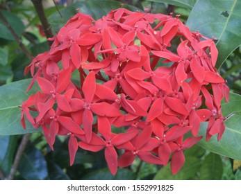 Tropical Ixora Plant Shrub Red Star Stock Photo 1552991825 | Shutterstock