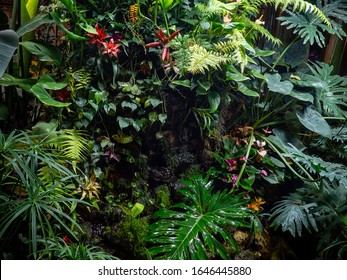 Tropical jungle background as rich green rainforest plants as ferns and palm tree leaves - Shutterstock ID 1646445880