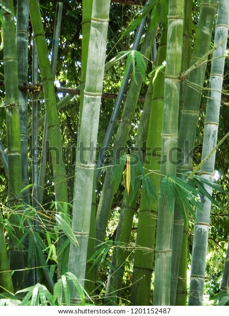 tropical jungle background wall. green leaves bamboo trees forest in sunny day.