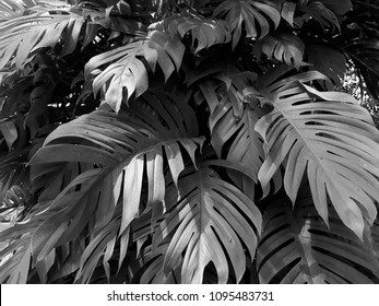 Tropical Jungle Foliage Black White Tone Stock Photo 1095483731 ...