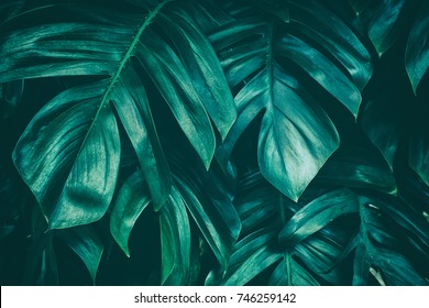 Tropical Jungle Foliage, Dark Green Leaf Nature Background