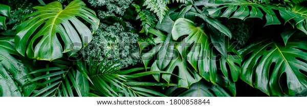 Tropical jungle green\
leaves background, fern, palm and Monstera Deliciosa leaf on wall\
with dark green, nature floral forest plant pattern concept\
background,\
horizontal\
