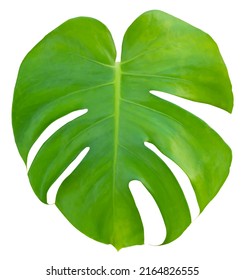 Tropical Jungle Green Monstera Swiss Cheese Plant Leaf Isolated On White Background