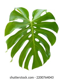 Tropical Jungle Green Monstera Swiss Cheese Plant Leaf Isolated On White Background