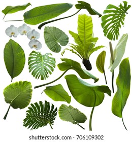 Tropical Jungle Leaves Background