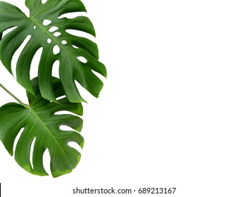 Tropical jungle Monstera leaves isolated, Swiss Cheese Plant, isolated on white background