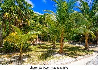 Tropical Jungle With Palms On A Sunny Day El Rey, Cancun, Mexico.