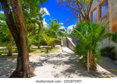 Tropical Jungle With Palms On A Sunny Day El Rey, Cancun, Mexico.