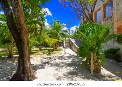 Tropical Jungle With Palms On A Sunny Day El Rey, Cancun, Mexico.