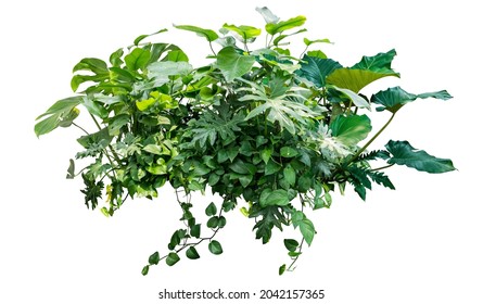 tropical jungle plant isolated include clipping path on white background