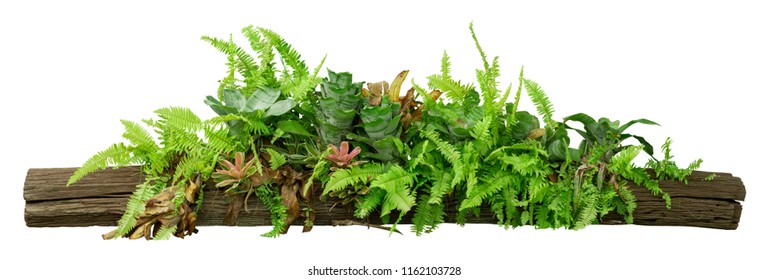 tropical jungle plants on timber tree isolated on white background with clipping path included.