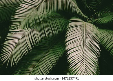 Tropical, jungle style, green palm leaf background texture - Shutterstock ID 1476237491