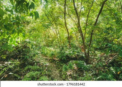 Tropical Jungle View With Lush Vegetation In Seychelles