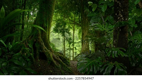 Tropical jungles  with big trees  - Shutterstock ID 2257854947