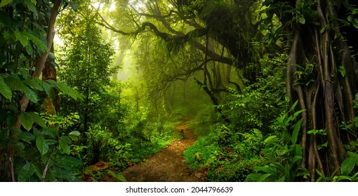 Tropical jungles with fog of Southeast Asia - Shutterstock ID 2044796639