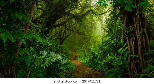Tropical jungles of Southeast Asia  - Shutterstock ID 2047411721