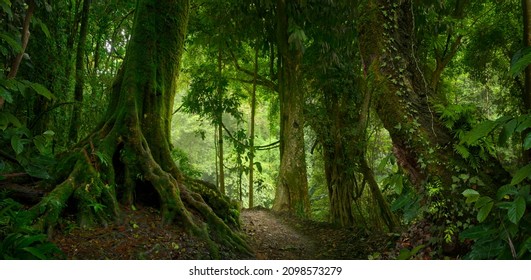 Tropical jungles of Southeast Asia  - Shutterstock ID 2098573279