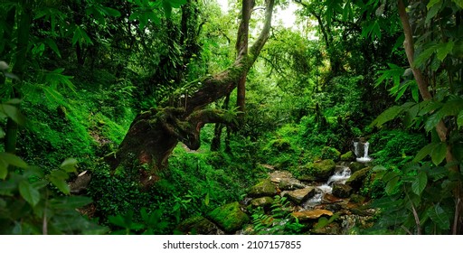 Tropical jungles  of Southeast Asia - Shutterstock ID 2107157855