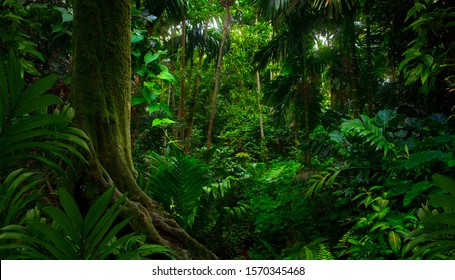 Selvas tropicales del Sudeste Asiático en agosto