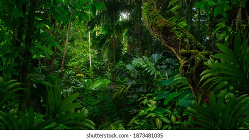 Тропические джунгли Юго-Восточной Азии в августе