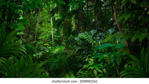 Tropical jungles of Southeast Asia in august - Shutterstock ID 2038982561