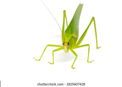 1,984 Katydids White Background Images, Stock Photos & Vectors ...