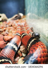 Tropical King Snake At Braulio Carrillo National Park Located In Costa Rica.