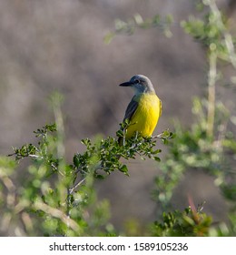 Tropical Kingbird in McAllen, Texas - Shutterstock ID 1589105236