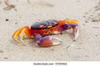 Land Crab Images Stock Photos Vectors Shutterstock