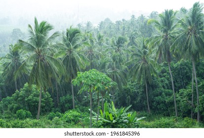 Tropical landscape of a coconut grove under heavy rain during the monsoon - Shutterstock ID 1961845396