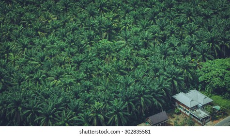 Tropical Landscape With Coconut Tree And Houses. Top View