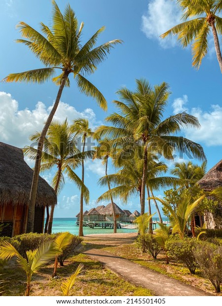 Tropical landscape with the palm trees,\
beach, overwater bungalow and turquoise water of the atoll of\
Tikehau, Tuamotu, French Polynesia, South\
Pacific