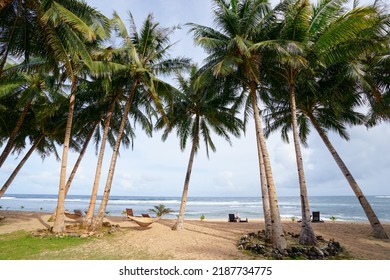 11,311 Coconut tree in the philippines Images, Stock Photos & Vectors ...