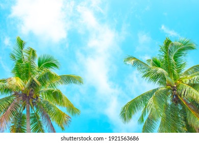 1,271,713 Cielo con palmeras Images, Stock Photos & Vectors | Shutterstock