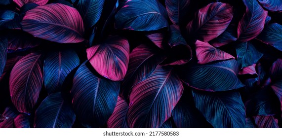 tropical leaf background, toned process
