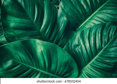 tropical leaf, large foliage, abstract green texture, nature background