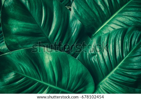 tropical leaf, large foliage, abstract green texture, nature background