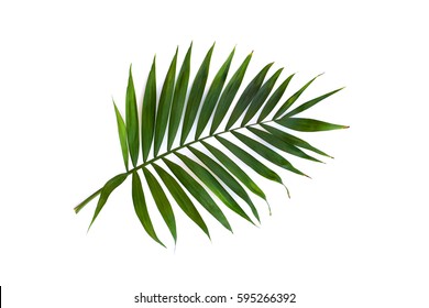 Tropical Leaf Palm Tree On A White Background. Top View, Flat Lay.