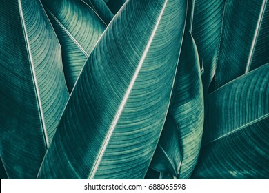 Tropical Leaf Texture, Dark Green Foliage Nature Background